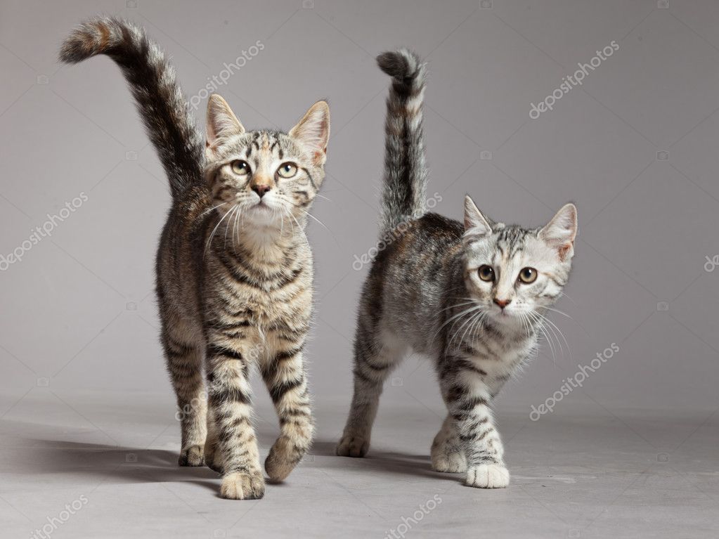 Çizgili kedi yakın plan fotoğraf