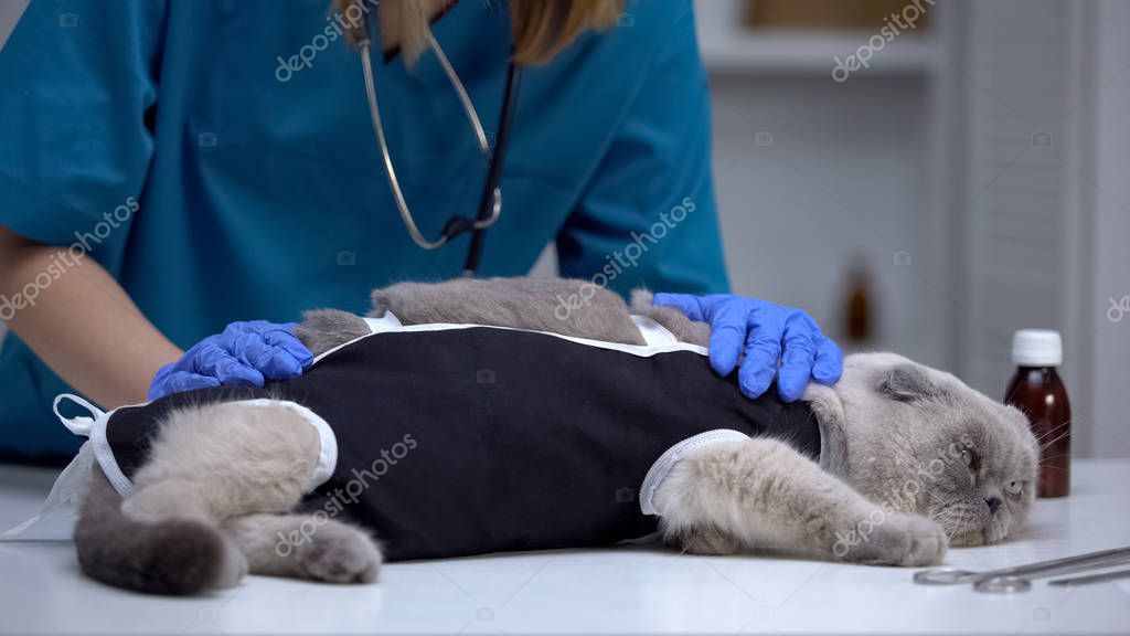 Bandajlı ön pati ile dinlenen kedi