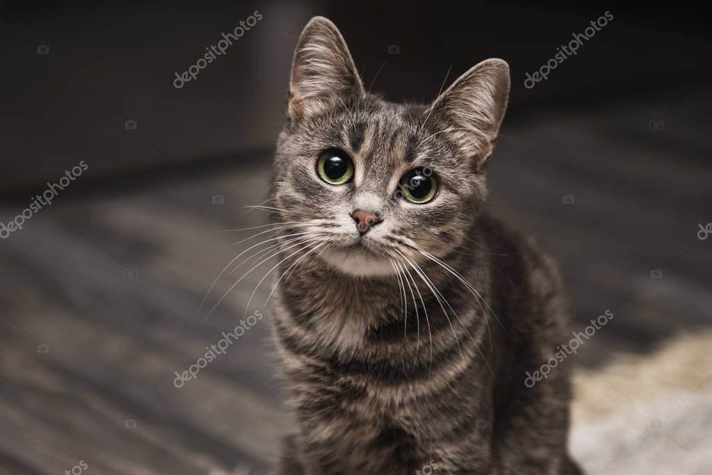 Besleme noktasında mama yiyen kedi