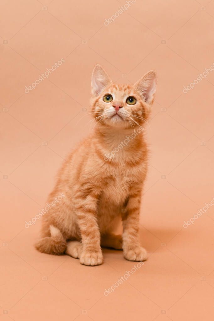 Battaniyede küçük yavru kedi