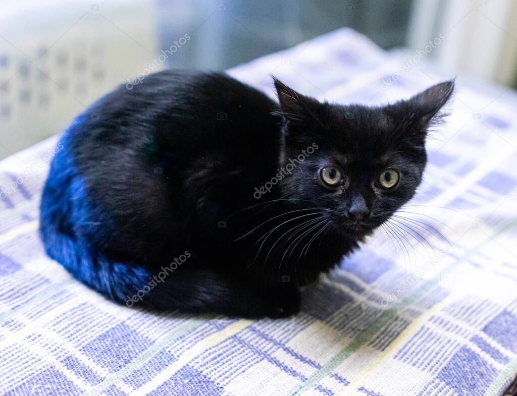 Geçici yuva için hazırlanan kedi yatağı