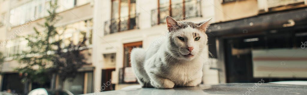 Besleme noktasındaki kedi