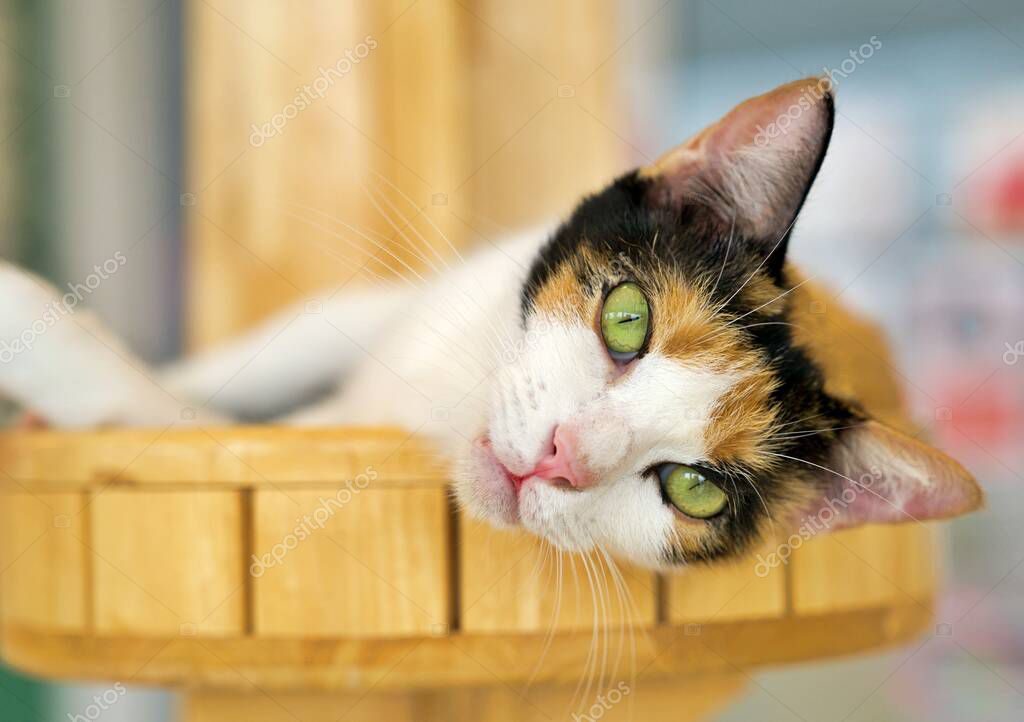 Alacalı yavru kedi battaniye üzerinde