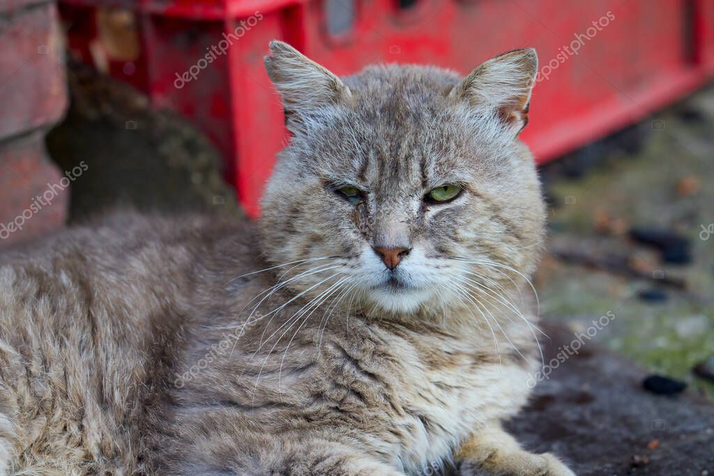 Tedavide olan kedi portresi