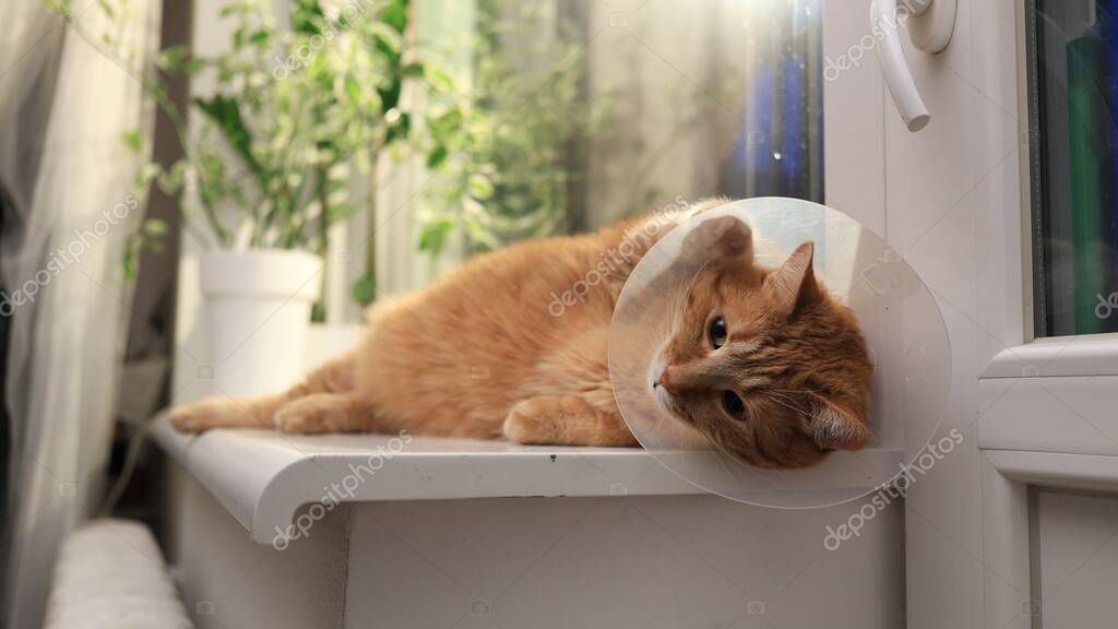 Evde dinlenen ve iyileşen kedi