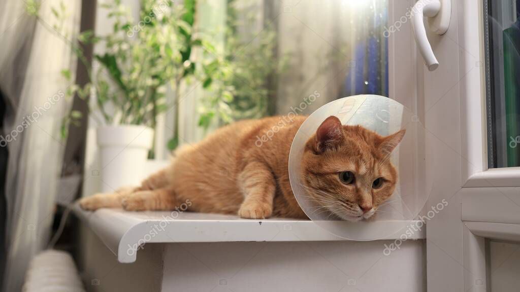 Turuncu kedi yumuşak yatakta