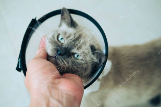 Nazik ellerde sakinleşen kurtarılmış kedi